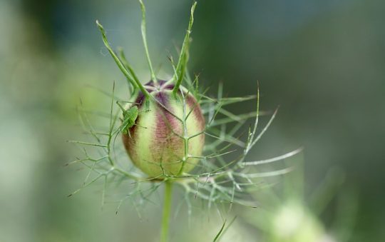 Huile de nigelle : bienfaits, utilisations et contre-indications