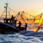 découvrez si le commerce équitable appliqué à la morue est une réalité ou une utopie. analyse des enjeux, défis et perspectives pour une pêche responsable et éthique.