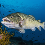 découvrez comment le changement climatique influence l’avenir économique de la morue, ses impacts sur la pêche durable et les perspectives pour les industries et les communautés dépendantes de cette ressource.